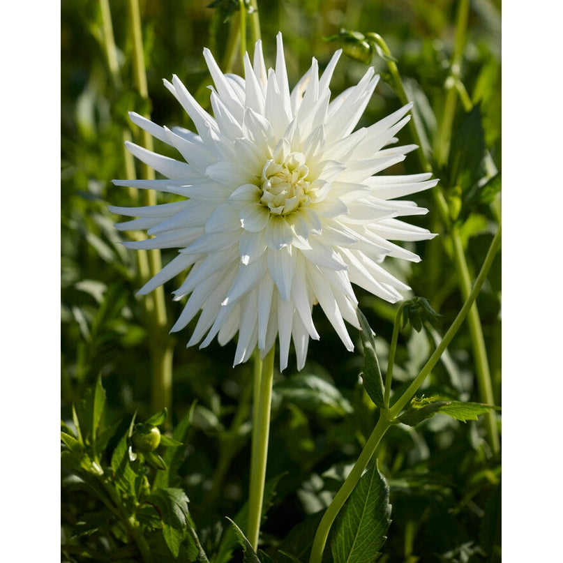 Dahlia Mount Tacoma Cactus 1-pack NYHET